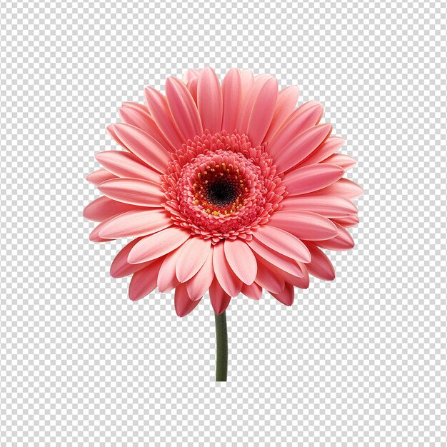 PSD gerbera flower isolated on transparent background png