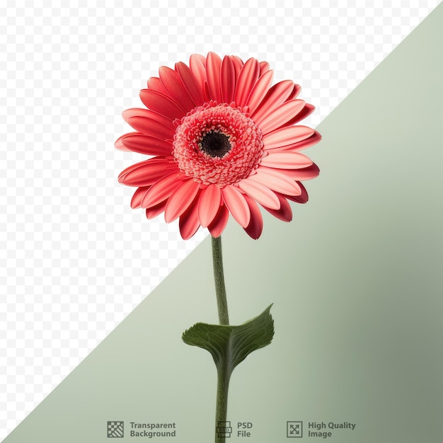 PSD gerbera flower in red backgrounds and wallpapers