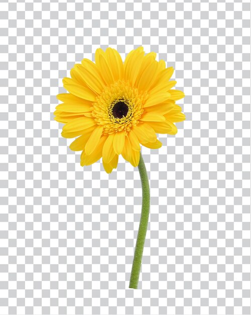 PSD ゲルベラの花は黄色い色で 白い背景に隔離されています プレミアム写真 psd