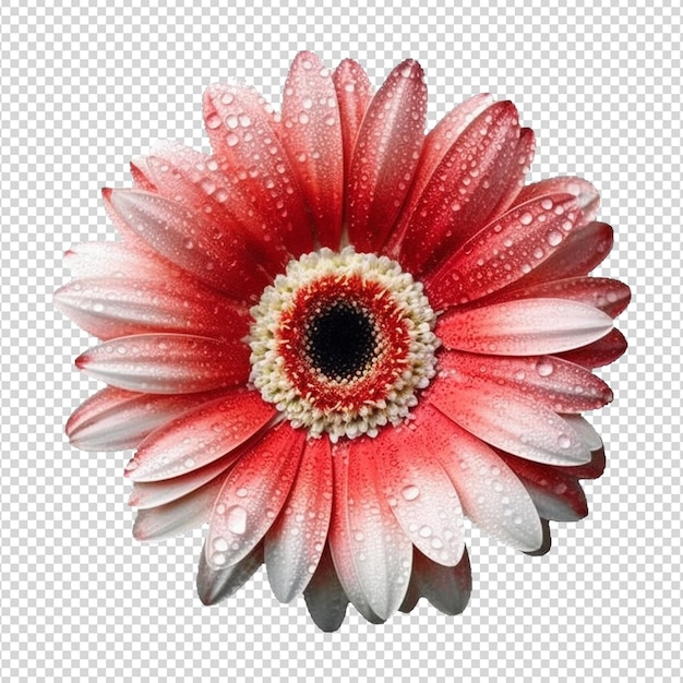 PSD gerbera isolata su bianco