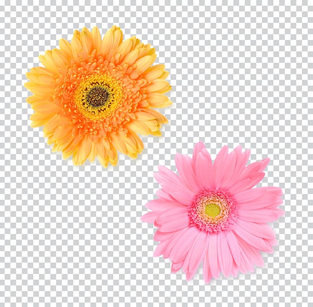 Gerbera kwiat stokrotka Premium PSD