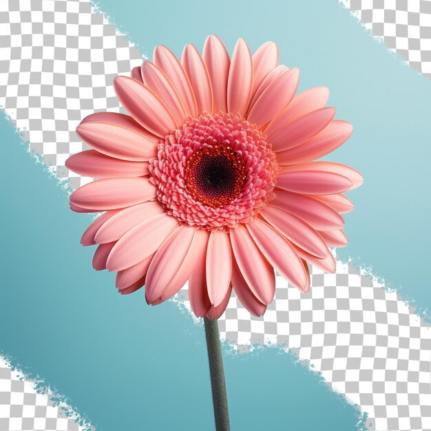 PSD gerbera kwitnie