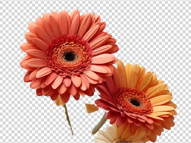 Gerbera op doorzichtige achtergrond