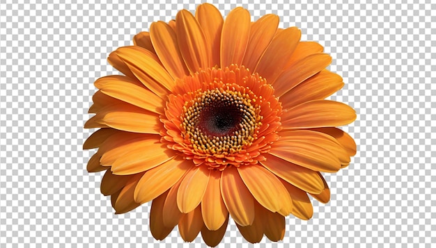 PSD gerbera orange floral element on transparent background