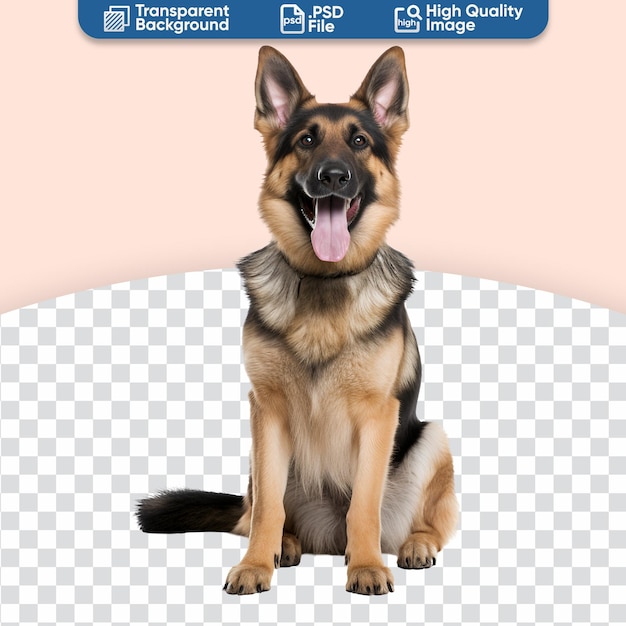 PSD german shepherd dog sitting a full body portrait of happiness