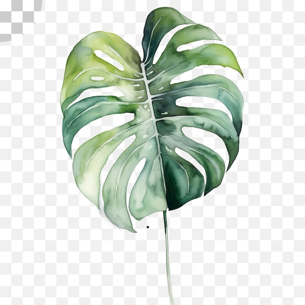 Gespleten blad philodendron waterverf doorzichtige achtergrond