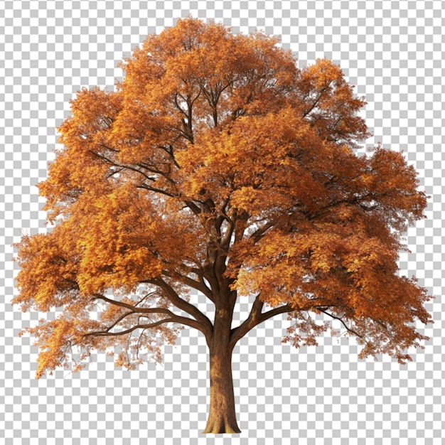 PSD giant oak tree in the autumn