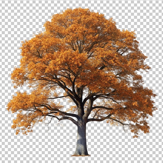 PSD giant oak tree in the autumn