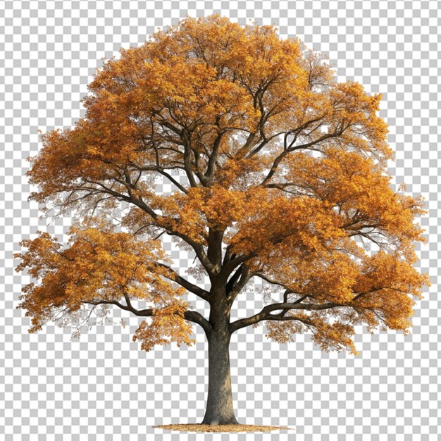 PSD giant oak tree in the autumn