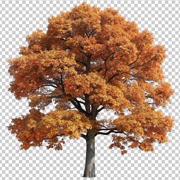 PSD giant oak tree in the autumn