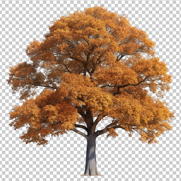 PSD giant oak tree in the autumn