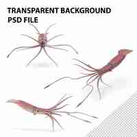 PSD giant squid png