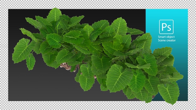 Giant taro or alocasia macrorrhiza clipping path