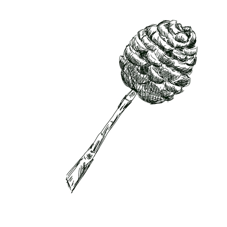 PSD ginger flower bud on stem side view graphic black and white illustration sketch for printing and web