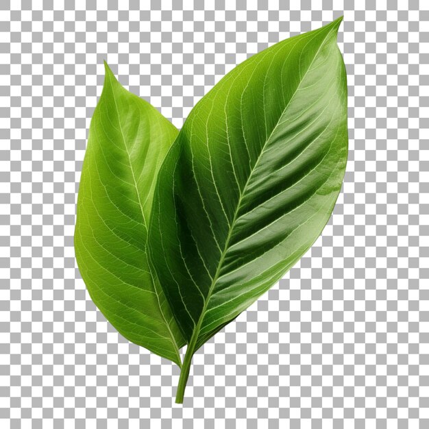 Ginger plant leaf on transparent background