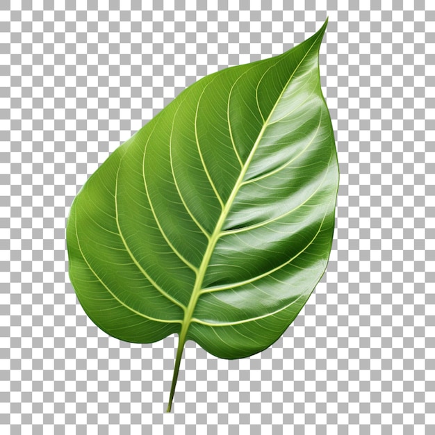 PSD ginger plant leaf on transparent background