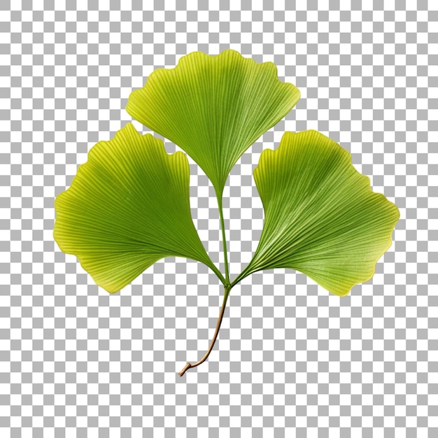 PSD ginkgo biloba leaf on transparent background