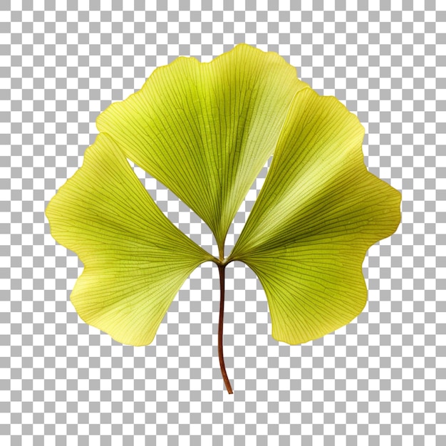 PSD ginkgo biloba leaf on transparent background