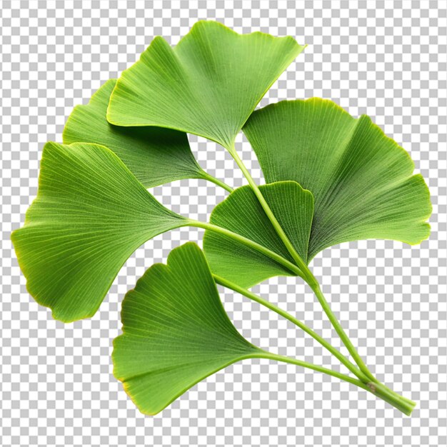 PSD ginkgo biloba leaves on transparent background