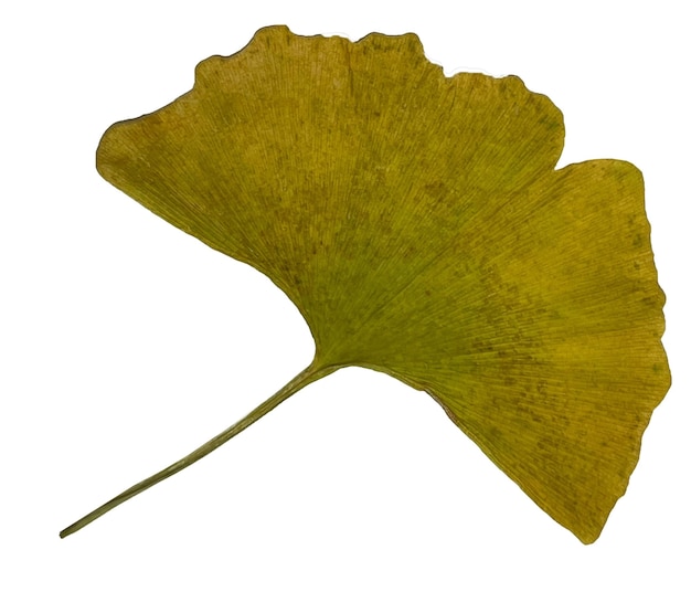 A ginkgo leaf colored yellow