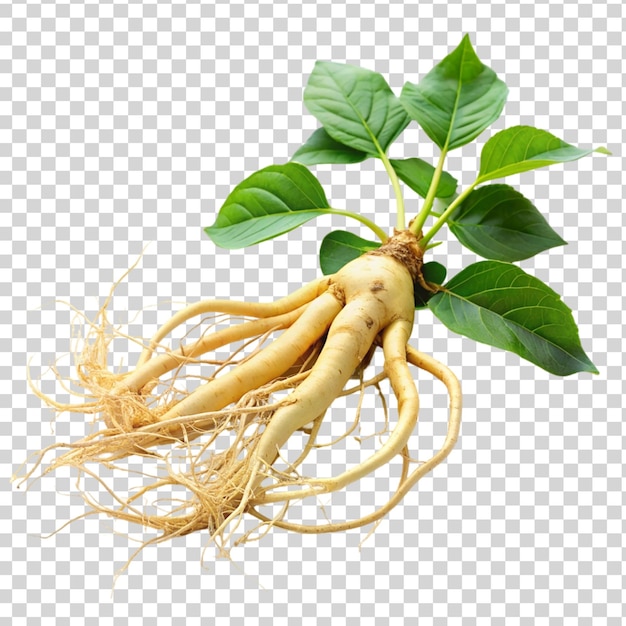 PSD ginseng isolated on transparent background