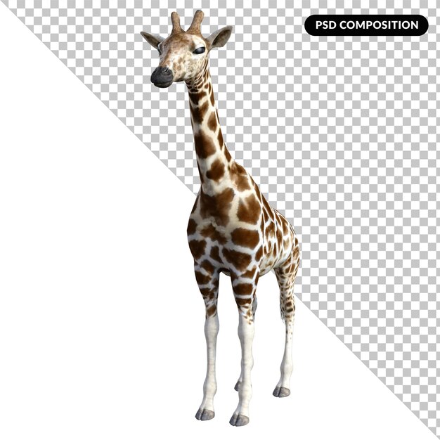 PSD animale della giraffa isolato 3d