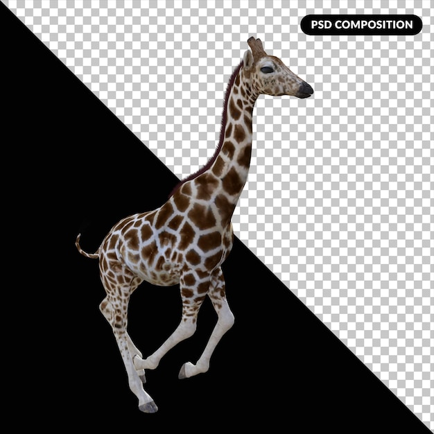 PSD giraffe dier geïsoleerd 3d