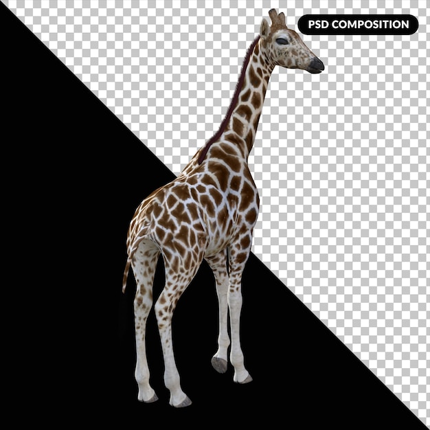 PSD giraffe dier geïsoleerd 3d