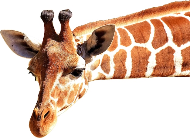 PSD giraffe giraffe neck