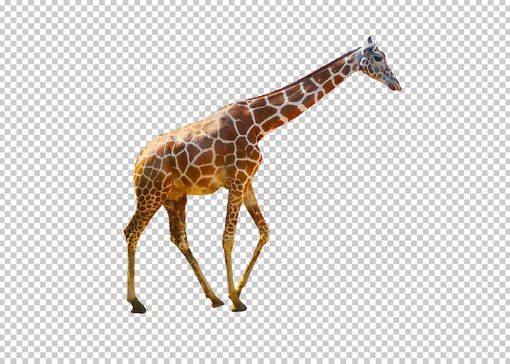 PSD giraffe isolated transparency background