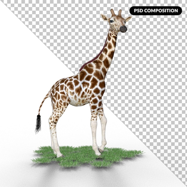 Giraffe with grass isolated 3d rendering