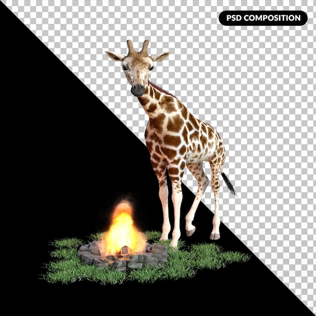 Giraffe with grass isolated 3d rendering