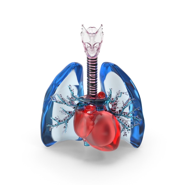 Glass Lungs and Heart Model