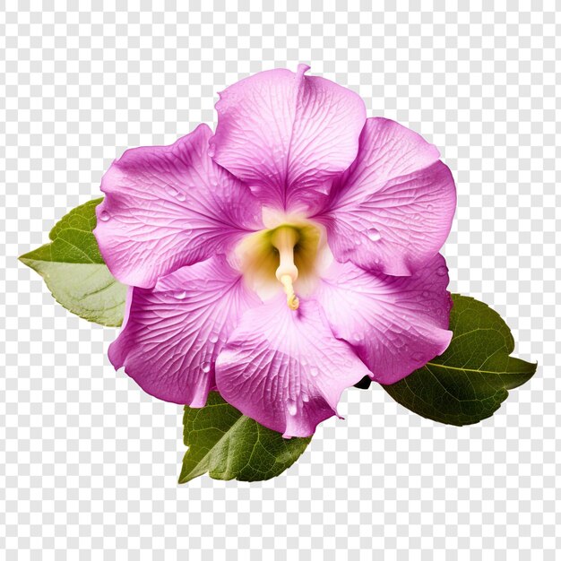 Gloxinia flower isolated on transparent background