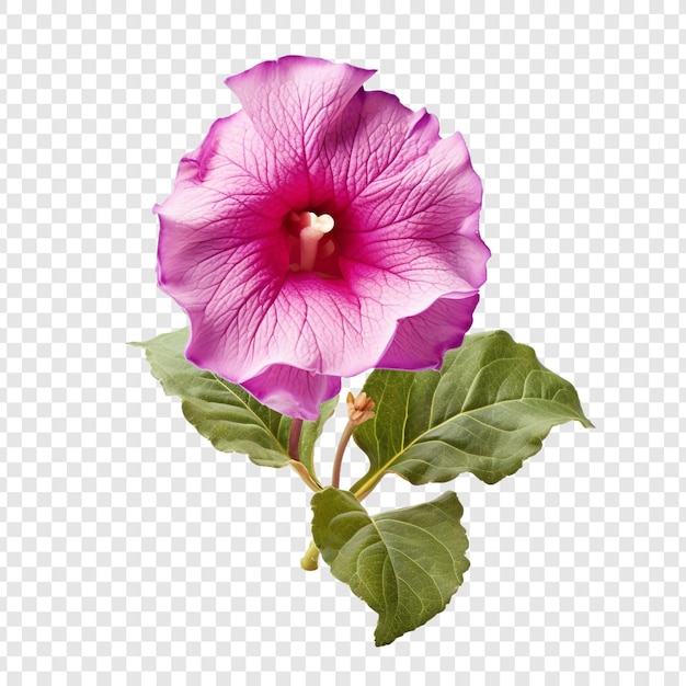 PSD gloxinia flower isolated on transparent background