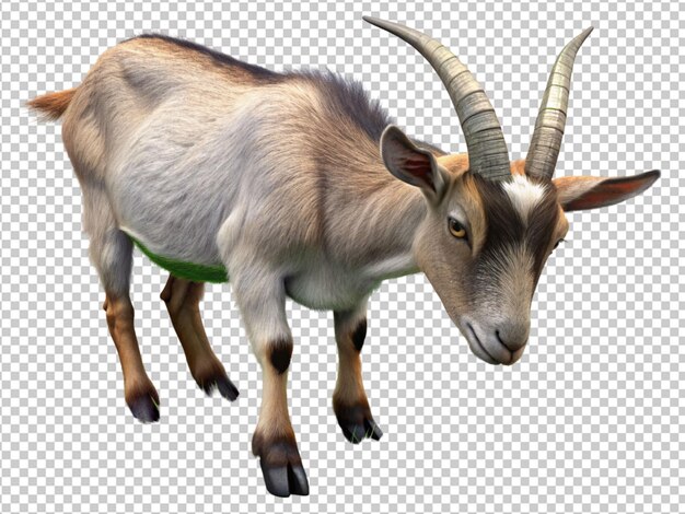 PSD goat animal