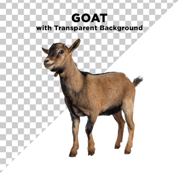 PSD goat eid adha brown bakra photo psd with transparent background