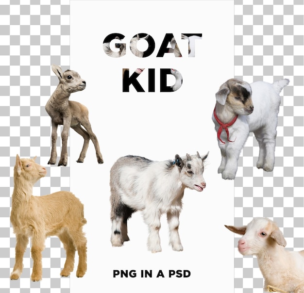 Goat KID PNG w wersji PSD