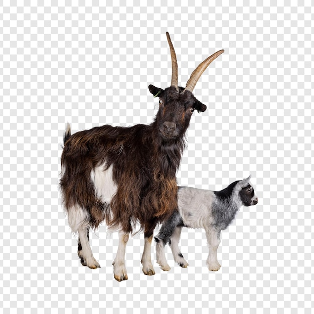 Goat and Kid