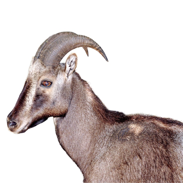 a goat with horns that is brown and has a white background