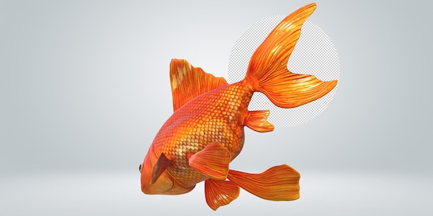 一個有色條紋和色的條紋的金魚
