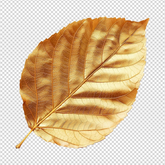 Gold leaf isolated on a transparent background png