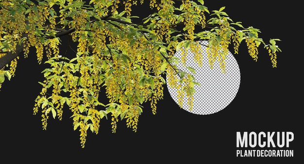 PSD golden chain tree isolated, laburnum branches in bloom