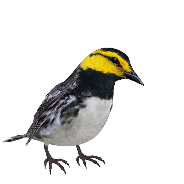 PSD golden cheeked warbler bird