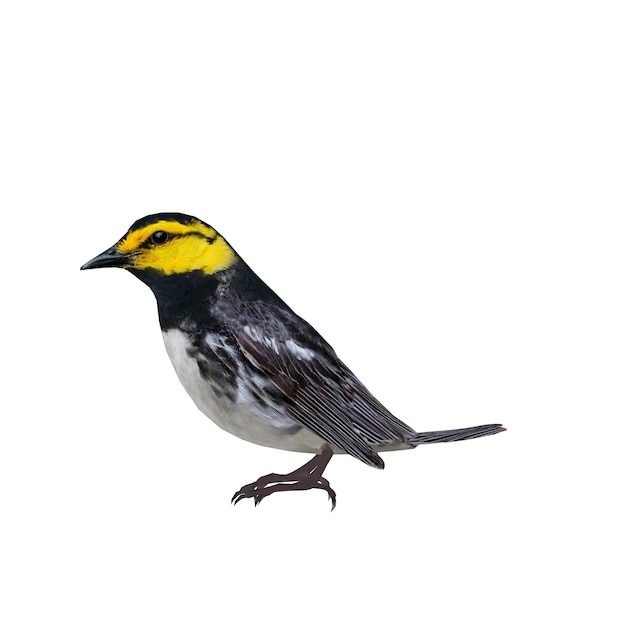 PSD golden cheeked warbler bird
