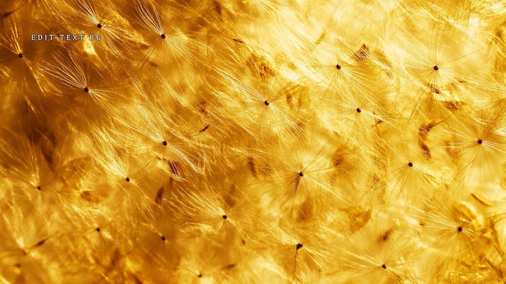 PSD golden dandelion seed heads closeup abstract texture