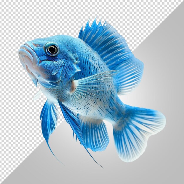 PSD golden fish isolated on white background