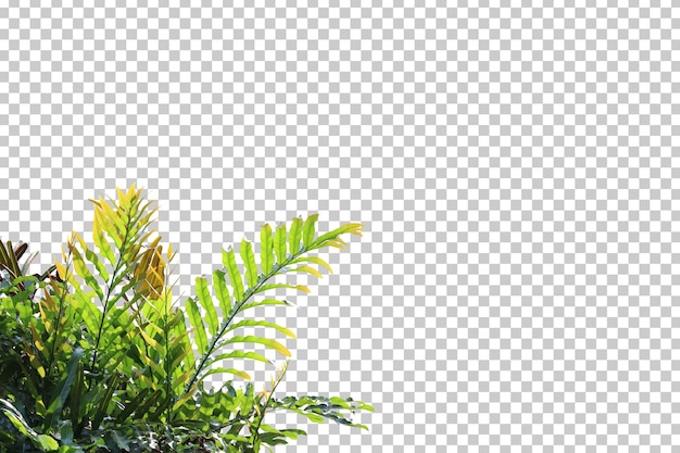 Golden leather fern foreground isolated