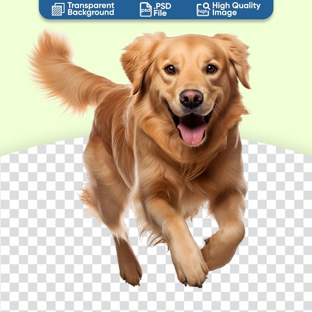 PSD a golden retriever dog in a full body photo happy while running and playing