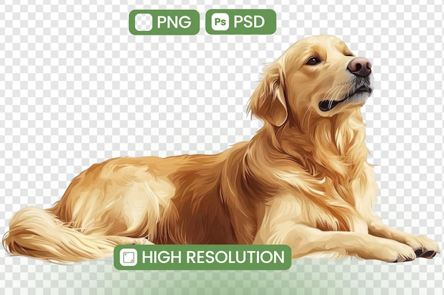 Golden Retriever Dog Poses HighResolution PNG PSD Downloads for Artistic Projects Digital Designs and Creative Applications offering Beautiful Images for Free Use